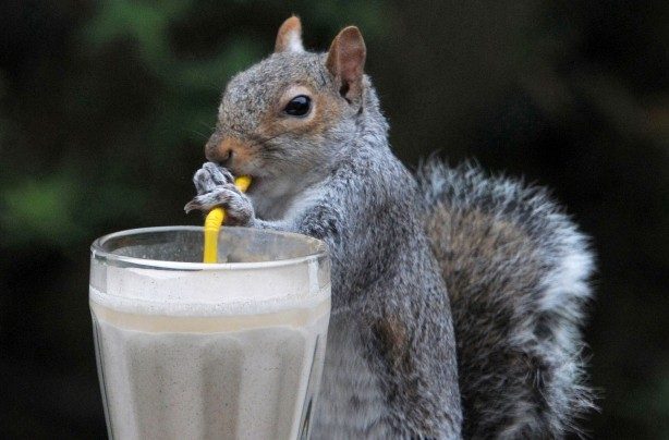 Smoothie Pie.jpg